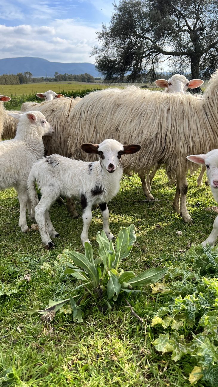 Agnelli e pecore nei prati dell'agriturismo