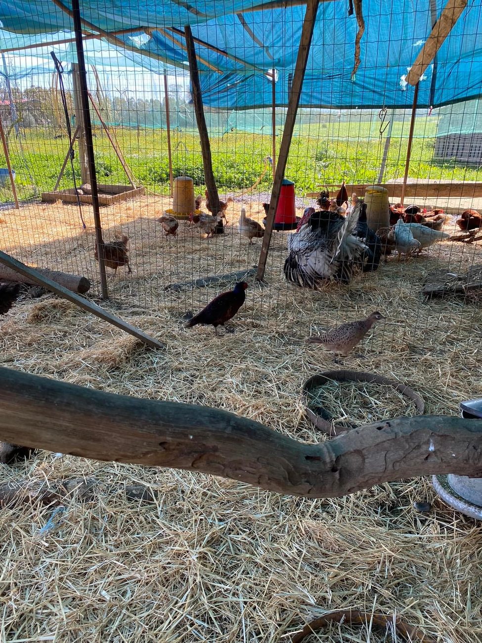 Animali della fattoria: galline, tacchino e fagiani